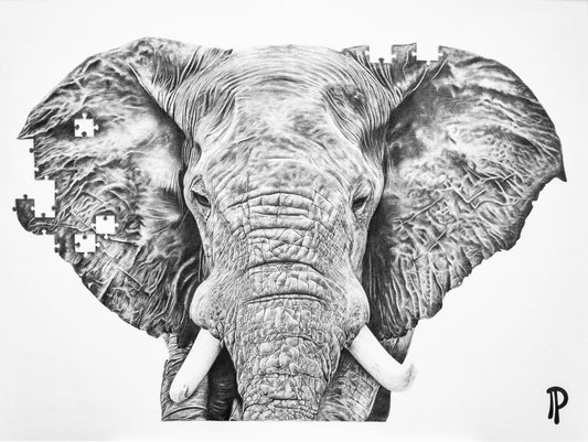 Dessin animalier au crayon signé Pierre Paris (2019), en noir et blanc, soulignant la menace d’extinction pesant sur l’espèce