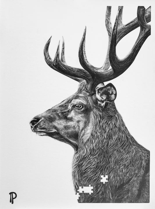 Dessin en noir et blanc de Pierre Paris (2019), représentant un cerf majestueux, témoin de la menace d’extinction des espèces